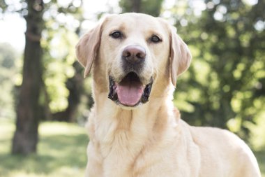 Parkta gülümseyen labrador köpeği oynuyor.