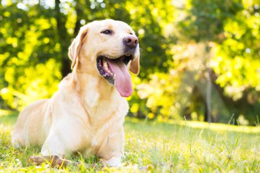 Parktaki güzel Labrador av köpeği, güneşli bir gün.