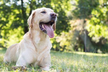 Parktaki güzel Labrador av köpeği, güneşli bir gün.