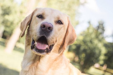 Parktaki güzel Labrador av köpeği, güneşli bir gün.