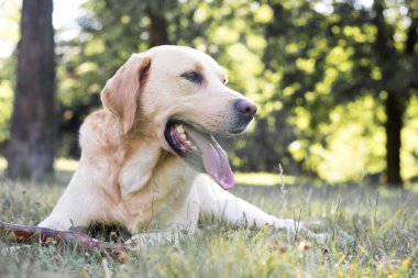Parktaki güzel Labrador av köpeği, güneşli bir gün.