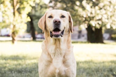 Parkta gülümseyen labrador köpeği oynuyor.