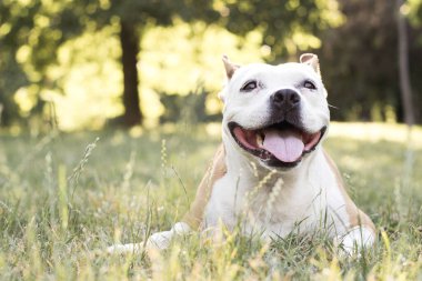 Dost canlısı köpek gülümsemesi, kameraya bakıyor. Halk parkında oynamak