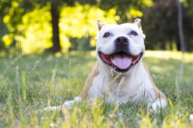 Dost canlısı köpek gülümsemesi, kameraya bakıyor. Halk parkında oynamak