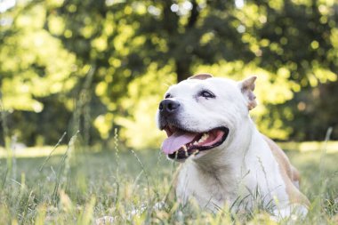 Dost canlısı köpek gülümsemesi, kameraya bakıyor. Halk parkında oynamak