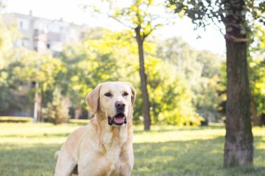 Parkta gülümseyen labrador köpeği.