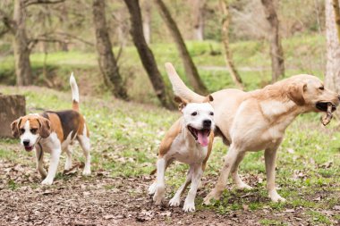 Staffordshire, Labrador ve Beagle parkta oynuyor