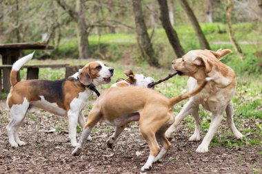 Staffordshire, Labrador ve Beagle parkta oynuyor