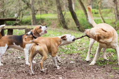 Staffordshire, Labrador ve Beagle parkta oynuyor
