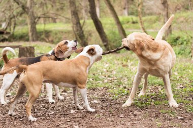 Staffordshire, Labrador ve Beagle parkta oynuyor
