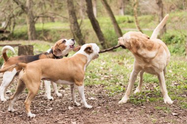 Staffordshire, Labrador ve Beagle parkta oynuyor