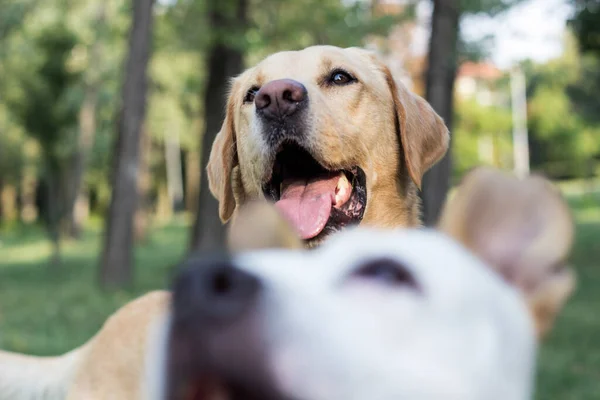 Два Счастливых Друга Пса Парке Играют — стоковое фото