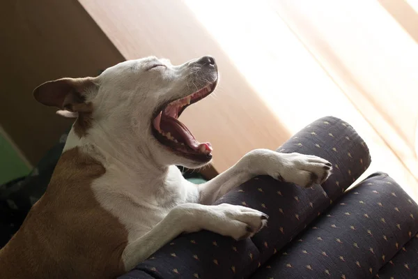 Dog tired sleeping on couch. Dog yawning with long tongue