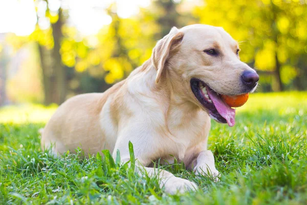 Parktaki güzel Labrador av köpeği, güneşli bir gün.