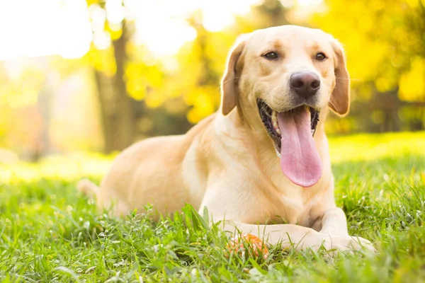 Parktaki güzel Labrador av köpeği, güneşli bir gün.