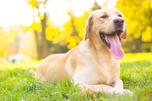 Όμορφη Λαμπραντόρ Retriever Σκυλί Στο Πάρκο Ηλιόλουστη Μέρα — Φωτογραφία Αρχείου