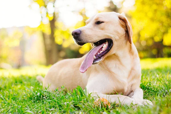 Parktaki güzel Labrador av köpeği, güneşli bir gün.