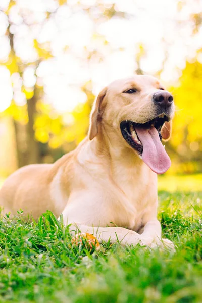 Parktaki güzel Labrador av köpeği, güneşli bir gün.