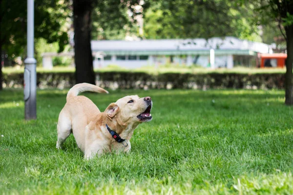 Labrador köpeği havlıyor ve şehir parkında oynuyor, portre
