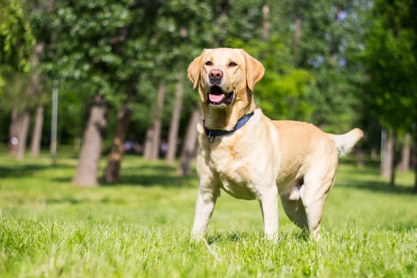 Uśmiechnięty Pies Labrador Parku Miejskim Bawi Się — Zdjęcie stockowe