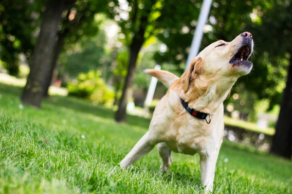 Labrador dog barking and playing in the city park, portrait