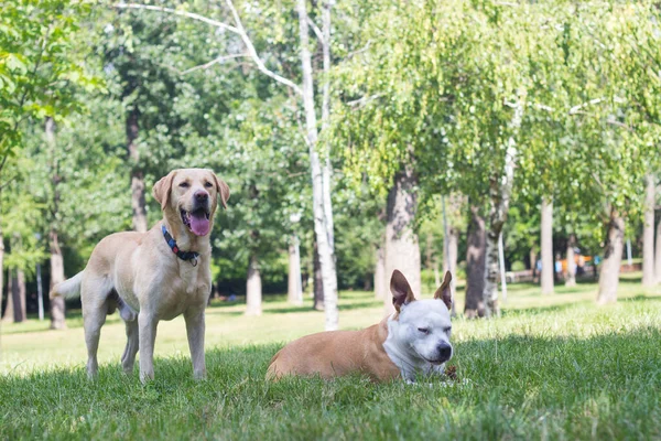 ラブラドールレトリバーとスタッフォードシャーのテリア犬 肖像画 晴れた日 公園で遊んでいる二人の幸せな犬の友人 — ストック写真