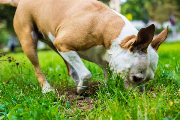 Dog dig a hole in the public park. Playing, bored, curiosity dog