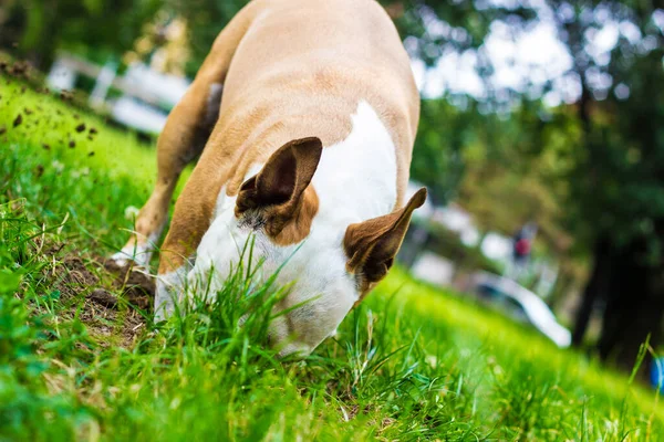 Dog dig a hole in the public park. Playing, bored, curiosity dog