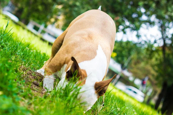 Honden Graven Een Gat Het Publieke Park Spelen Vervelen Nieuwsgierigheid — Stockfoto