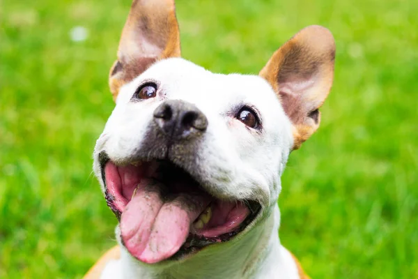 Friendly Dog Smile Looking Camera Playing Public Park — 图库照片