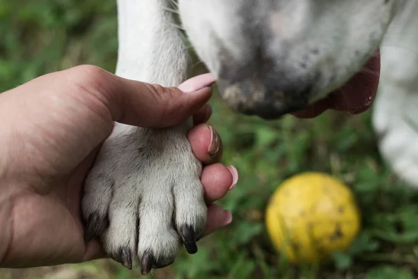 Ανθρώπινο Χέρι Που Κρατά Πόδι Του Σκύλου — Φωτογραφία Αρχείου
