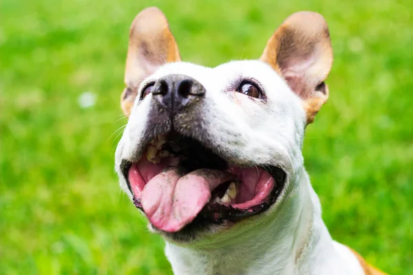 Sonrisa Amistosa Perro Mirando Cámara Jugando Parque Público — Foto de Stock