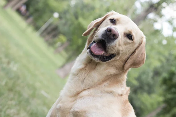 Leende Labrador Hund Stadsparken Spelar — Stockfoto