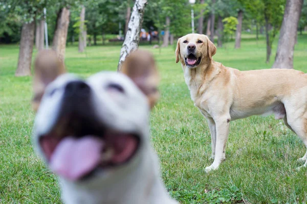 Labrador Retriever Staffordshire Terrier Perros Retrato Día Soleado Dos Amigos — Foto de Stock
