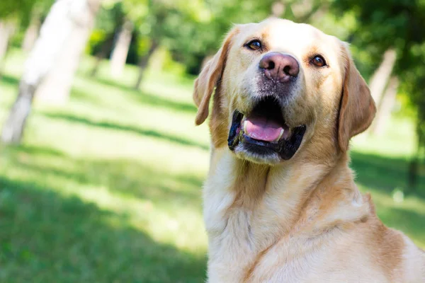 Anjing Labrador Tersenyum Taman Kota Bermain — Stok Foto