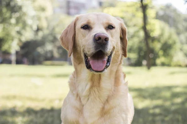 Sonriente Perro Labrador Parque Ciudad Jugando — Foto de Stock