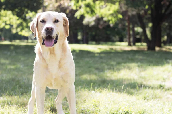 Sonriente Perro Labrador Parque Ciudad Jugando — Foto de Stock