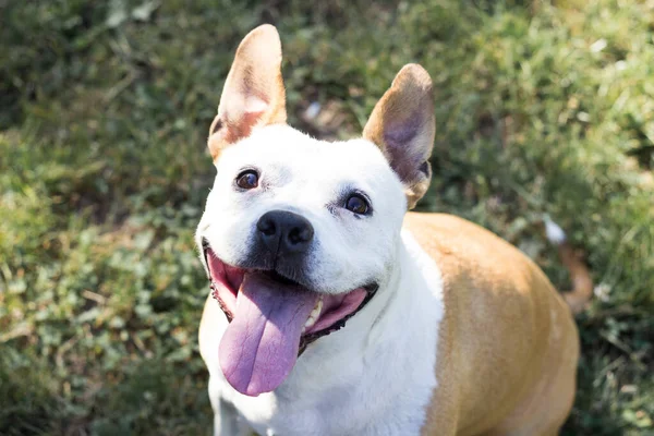 Retrato Feliz Lindo American Staffordshire Terrier — Foto de Stock