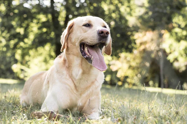 Hermoso Perro Labrador Retriever Parque Día Soleado —  Fotos de Stock
