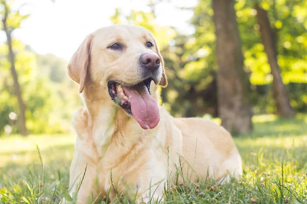 Parktaki Güzel Labrador Köpeği Güneşli Bir Gün — Stok fotoğraf