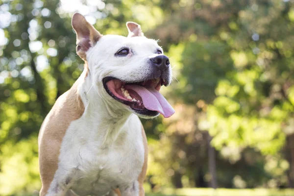 Portret Van Blije Schattige Amerikaanse Staffordshire Terrier — Stockfoto