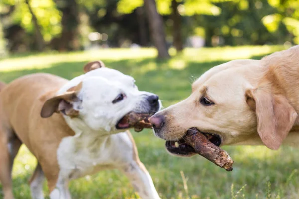 Labrador Retrívr Staffordshire Teriér Psi Portrét Slunečný Den Dva Šťastní — Stock fotografie