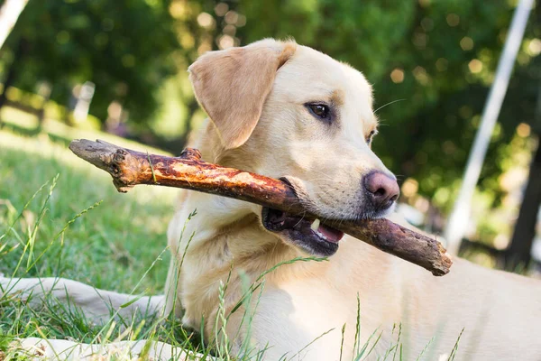 Smiling Cute Labrador Anjing Bermain Dengan Tongkat Taman Kota Potret — Stok Foto