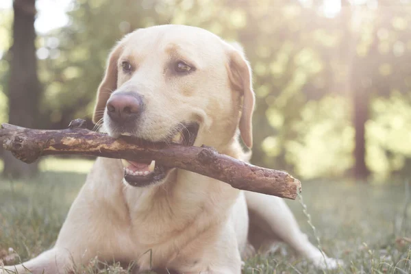 Smiling Cute Labrador Anjing Bermain Dengan Tongkat Taman Kota Potret — Stok Foto