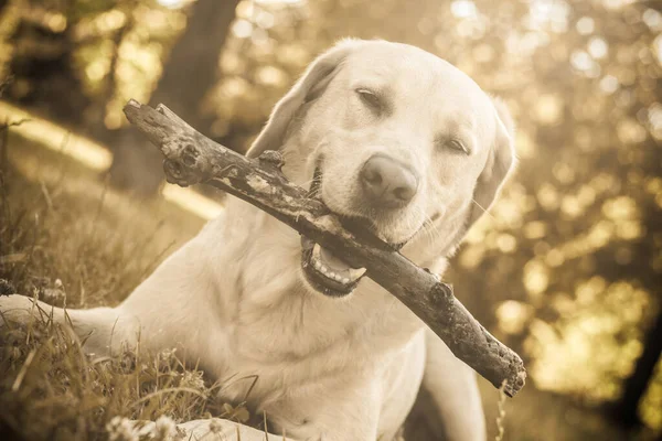 Uśmiechnięty Pies Labrador Bawiący Się Kijem Portrecie Parku Miejskiego Uśmiech — Zdjęcie stockowe