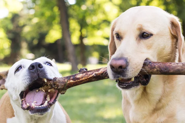 Happy Dog Friends Playing Park — Stock fotografie