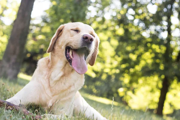 Parktaki güzel Labrador av köpeği, güneşli bir gün.