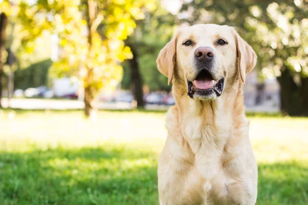 Parkta gülümseyen labrador köpeği oynuyor.