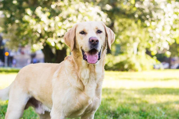 Χαμογελώντας Λαμπραντόρ Σκυλί Στο Πάρκο Της Πόλης Παίζει — Φωτογραφία Αρχείου