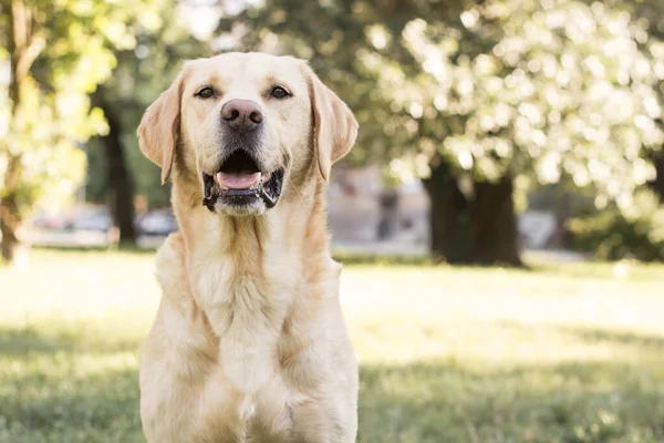 Parkta gülümseyen labrador köpeği oynuyor.